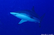 Carcharhinus brevipinna Requin tisserand-Maldives Humale corner-29m-20240422-da-DSC_5690_tn